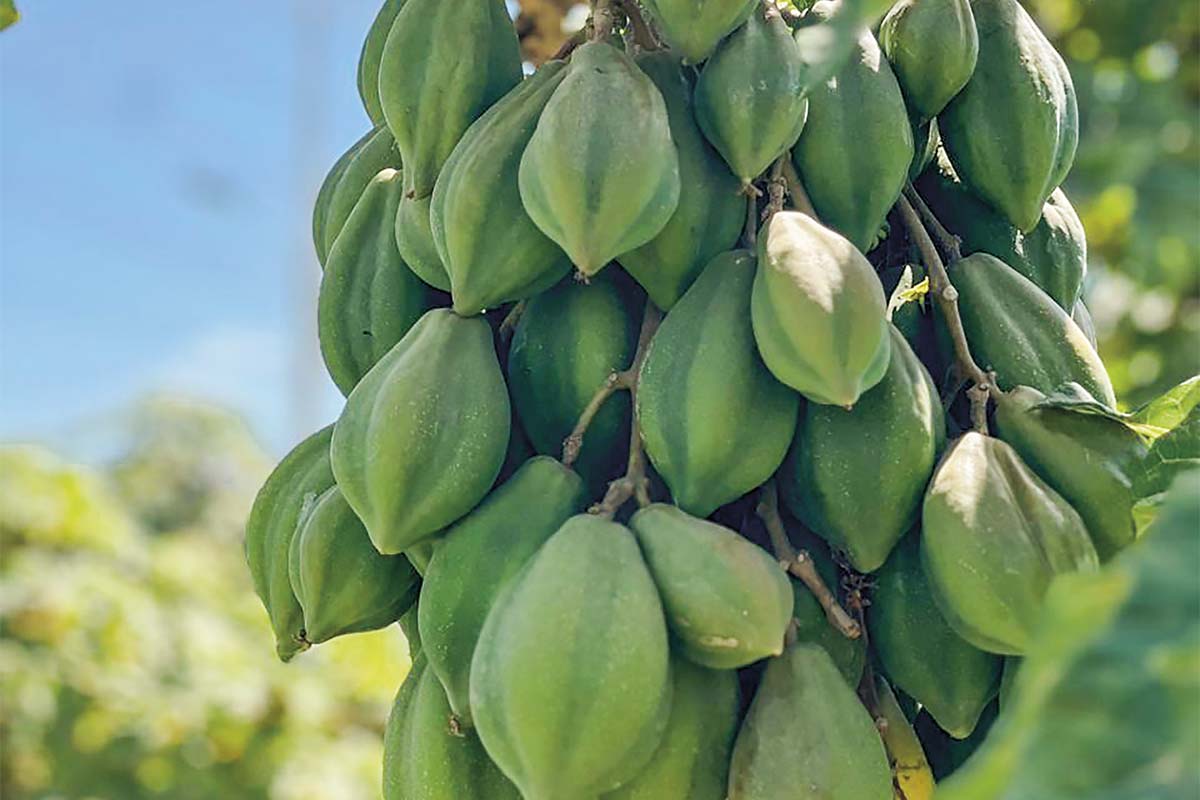 <p>Superficie para cultivo de papayas cae 50% en una década en Coquimbo y advierten que declive seguiría profundizándose</p>