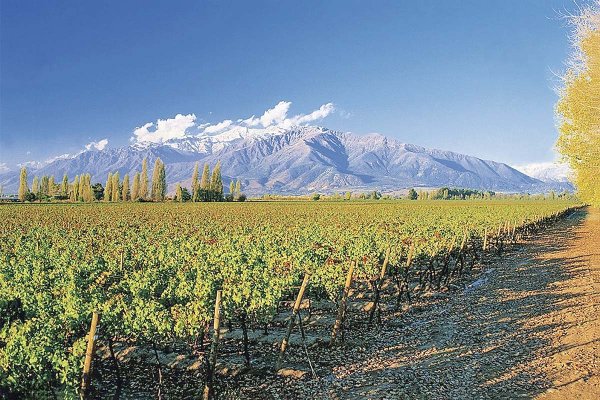 <p>Viñas chilenas siguen sin recuperar terreno, pero el mercado mira la resiliencia de Concha y Toro</p>