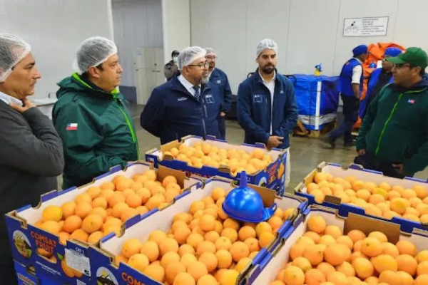 <p>Productores en alerta: en plena temporada de exportación de cítricos activan en Coquimbo masivas campañas por mosca de la fruta</p>
