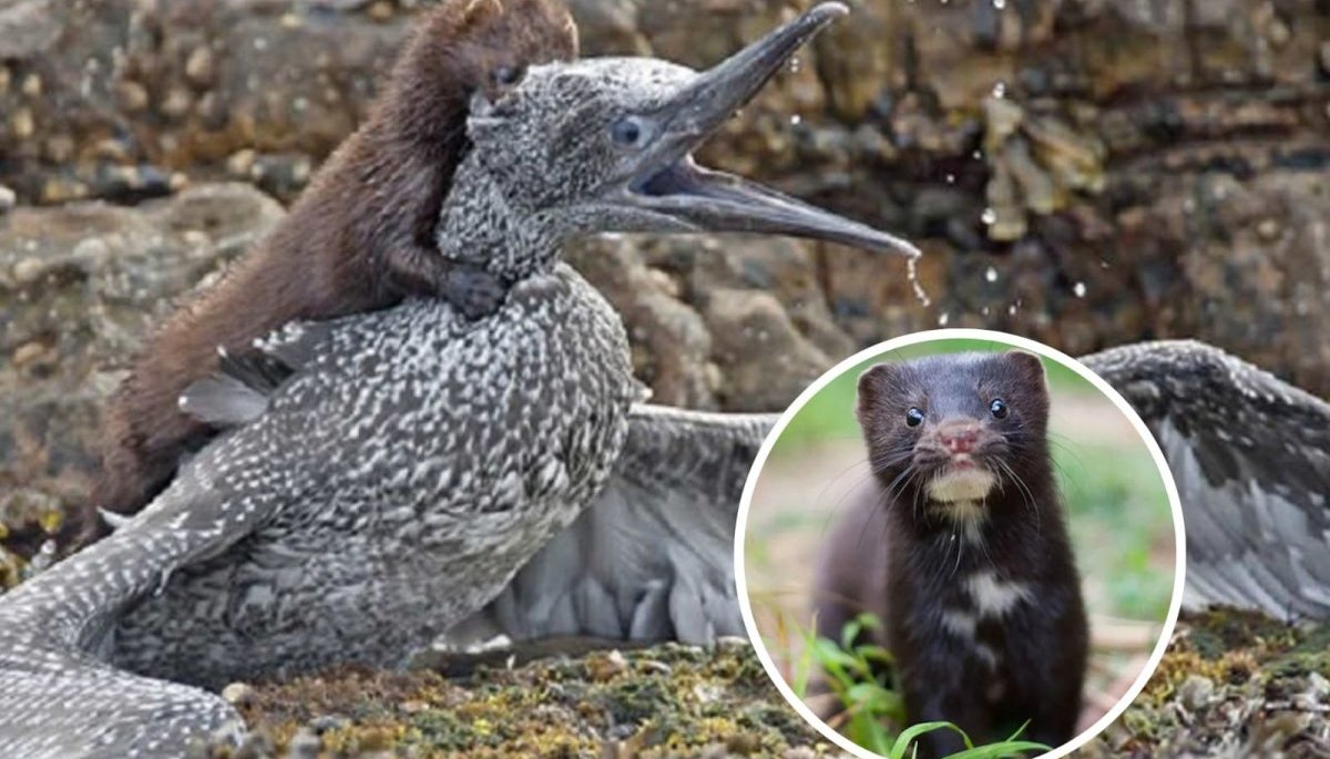 La venganza del visón: usado antes en la elaboración de abrigos hoy es una plaga que amenaza a productores agrícolas y al turismo de Chiloé