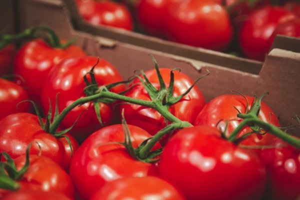 <p>El nuevo negocio agrícola que asoma en Valparaíso y Arica, exportar tomates en períodos de escasez estacional en países vecinos</p>