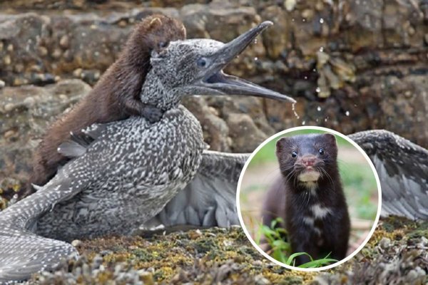 <p>La venganza del visón: usado antes en la elaboración de abrigos hoy es una plaga que amenaza a productores agrícolas y al turismo de Chiloé</p>
