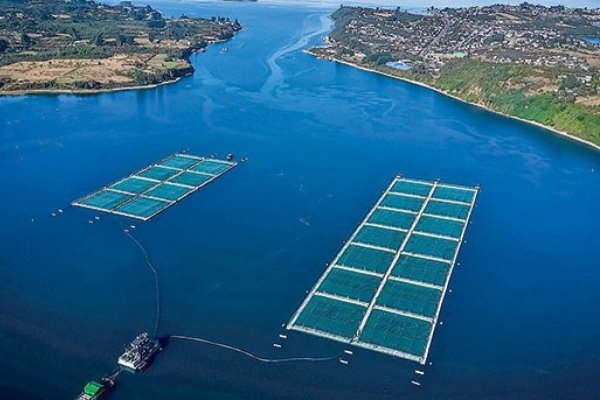 Justicia suspende entrega de datos de la industria salmonera por eventuales riesgos a la libre competencia