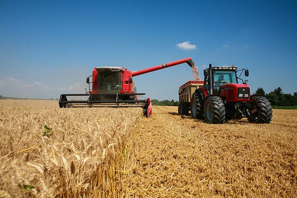 <p>Desde el pan hasta los fideos: baja en superficie plantada de trigo en "el granero de Chile" pondría presión a precios de la harina</p>