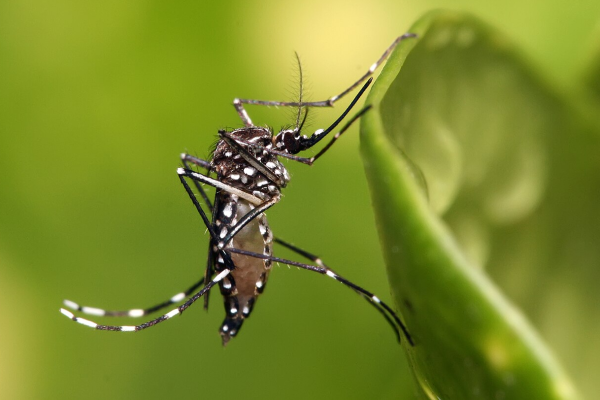 Alarma en Antofagasta por 10 focos del mosquito del dengue en sector norte de la ciudad