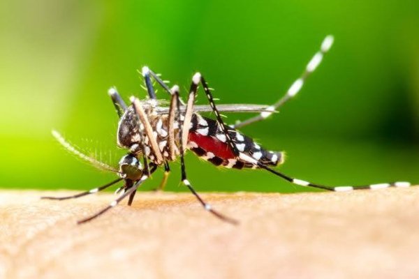 <p>Alarma en Antofagasta por 10 focos del mosquito del dengue en sector norte de la ciudad</p>