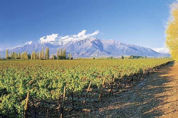 <p>Concha y Toro avanza dos posiciones y se convierte en la tercera viña del mundo por valor de ventas</p>