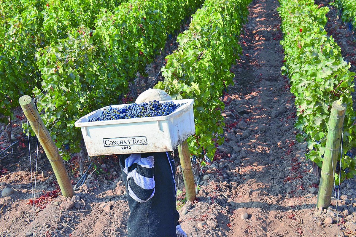<p>Concha y Toro demanda a EEUU por pago de aranceles de 2025</p>