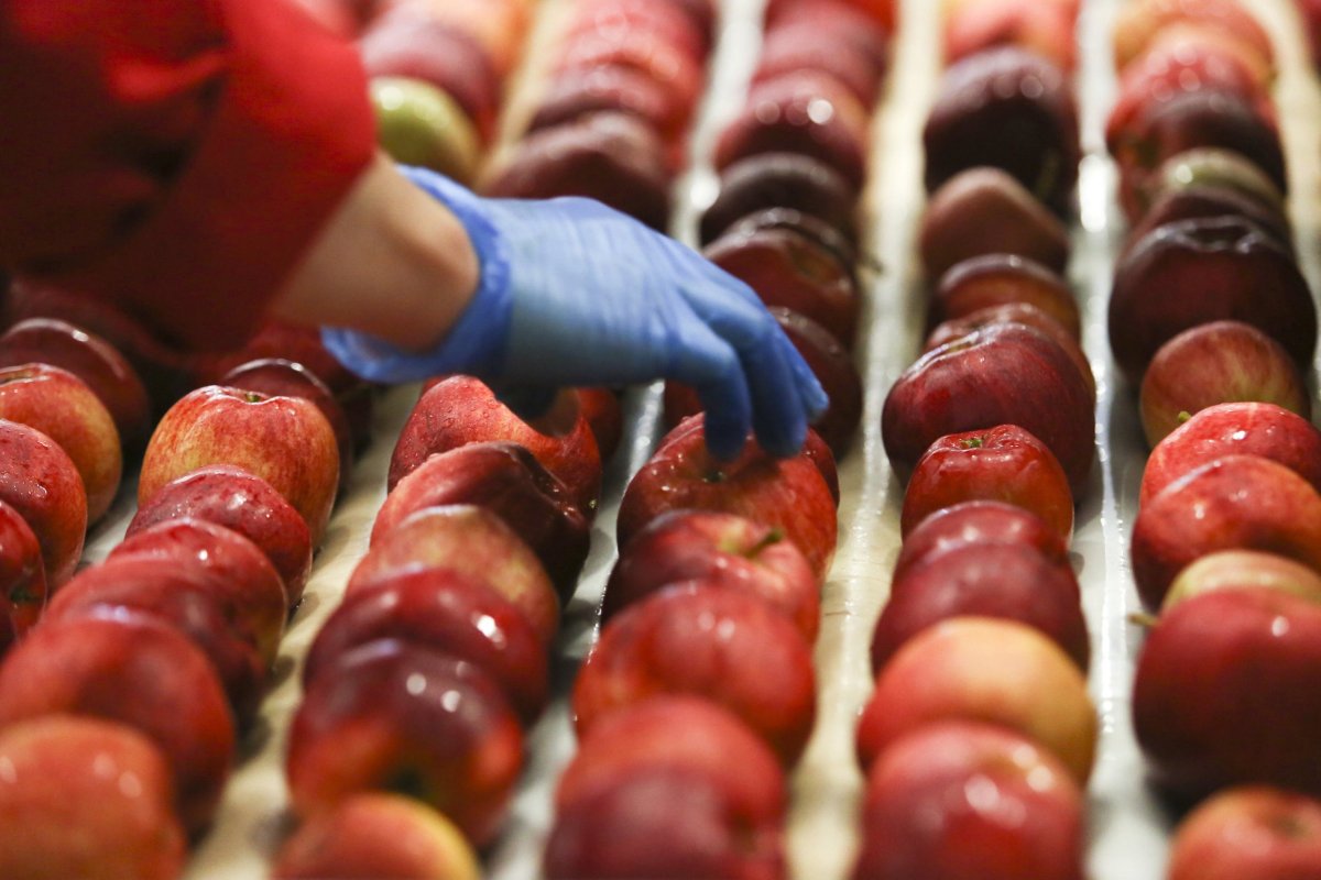 <p>Ad portas de una nueva llegada de El Niño, productores de manzanas de Maule buscan formas de mitigar el impacto del fenómeno climático en sus cultivos</p>