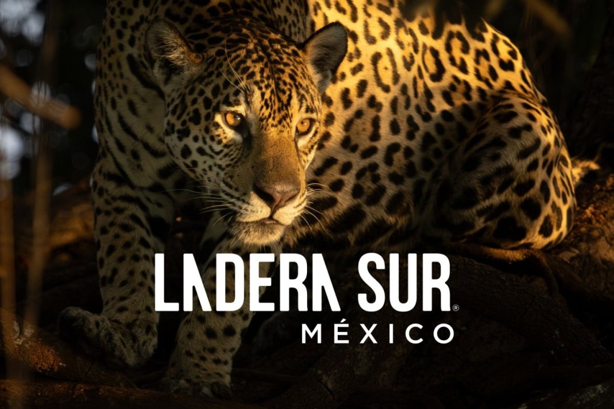 <p>Ladera Sur desembarca en México</p>