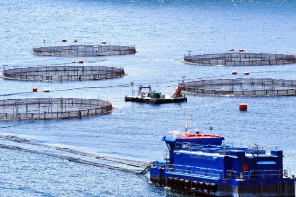 <p>Industria salmonera estima que su propuesta de ajustes regulatorios elevaría las exportaciones del sector en hasta US$ 520 millones</p>