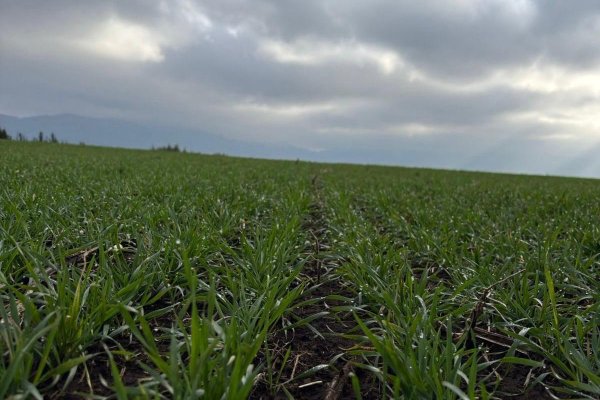 <p>Déficit hídrico en Biobío supera el 50% y la escasez de nieve compromete el riego estival para la agricultura</p>