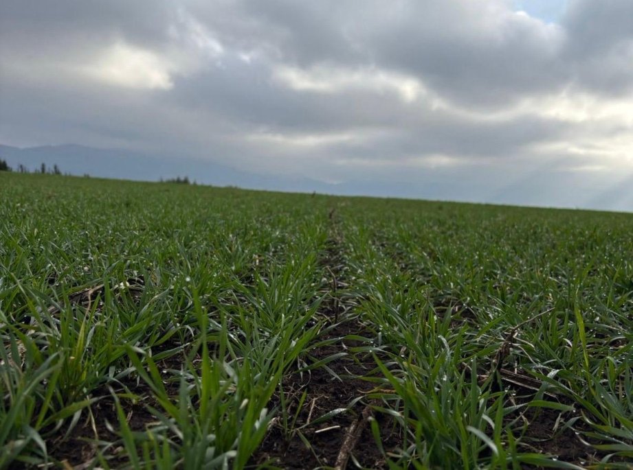 Déficit hídrico en Biobío supera el 50% y la escasez de nieve compromete el riego estival para la agricultura