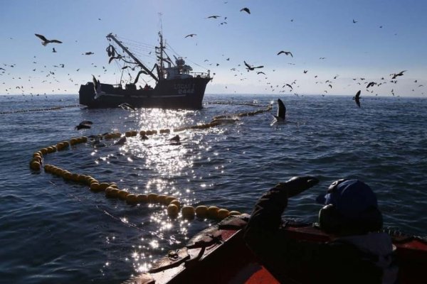 <p>Alimar se suma a ofensiva judicial de la industria pesquera contra Ley de Fraccionamiento y demanda al Estado por más de US$ 140 millones</p>