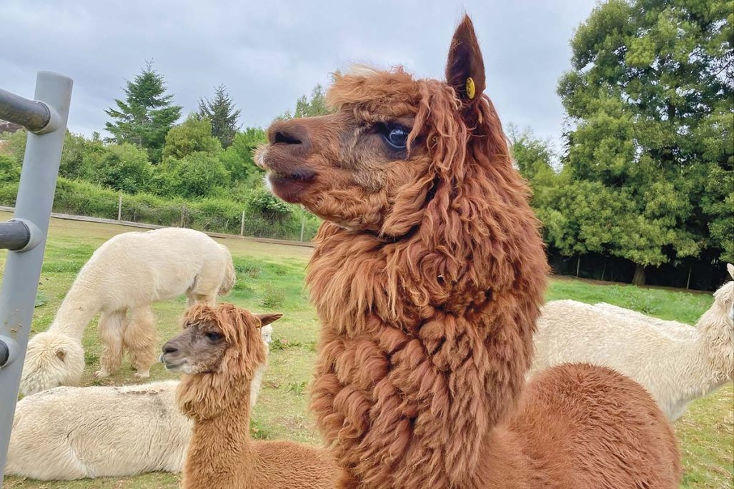 How Chilean Alpacas Are Powering a German Oncology Startup’s Cancer Breakthrough