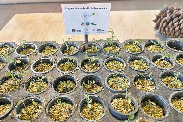 La cruzada de CMPC por revivir desde la extinción al árbol símbolo de Rapa Nui ya rinde sus frutos