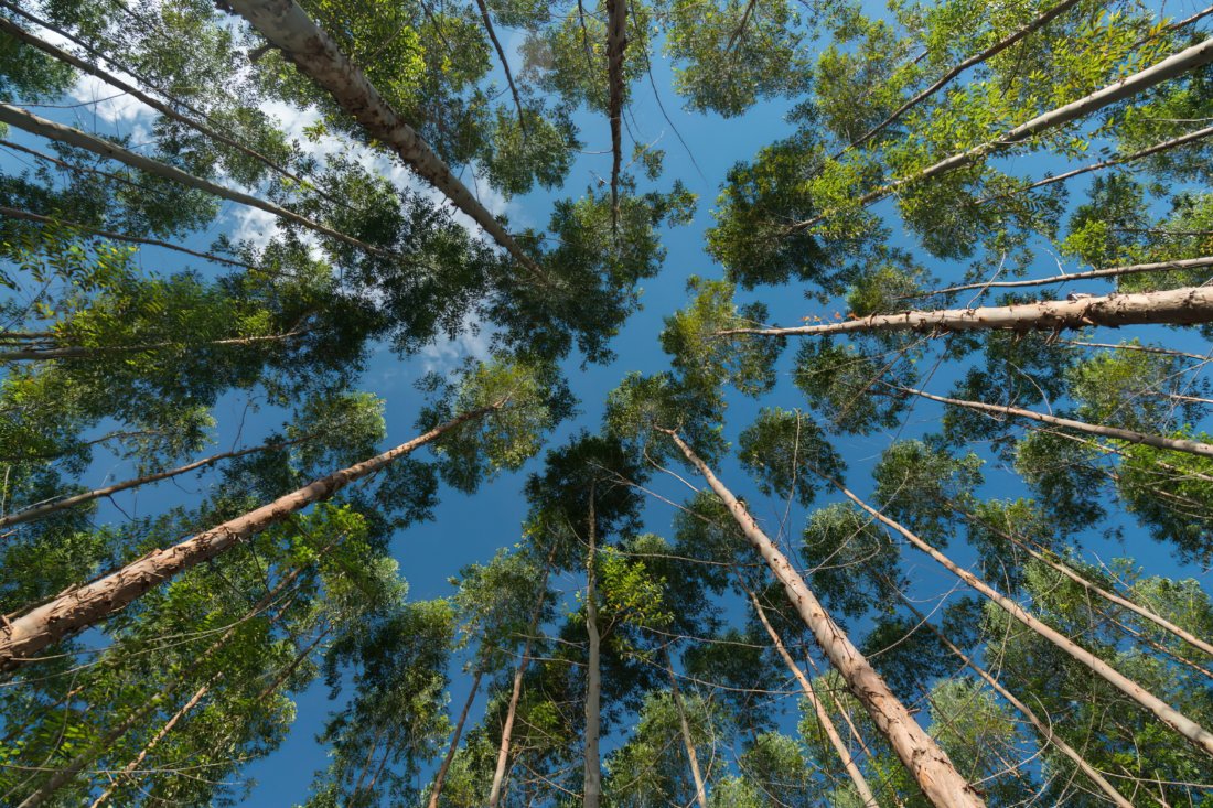 <p>Pese a contracción internual, Biobío lideró las exportaciones forestales en abril con US$ 230 millones</p>