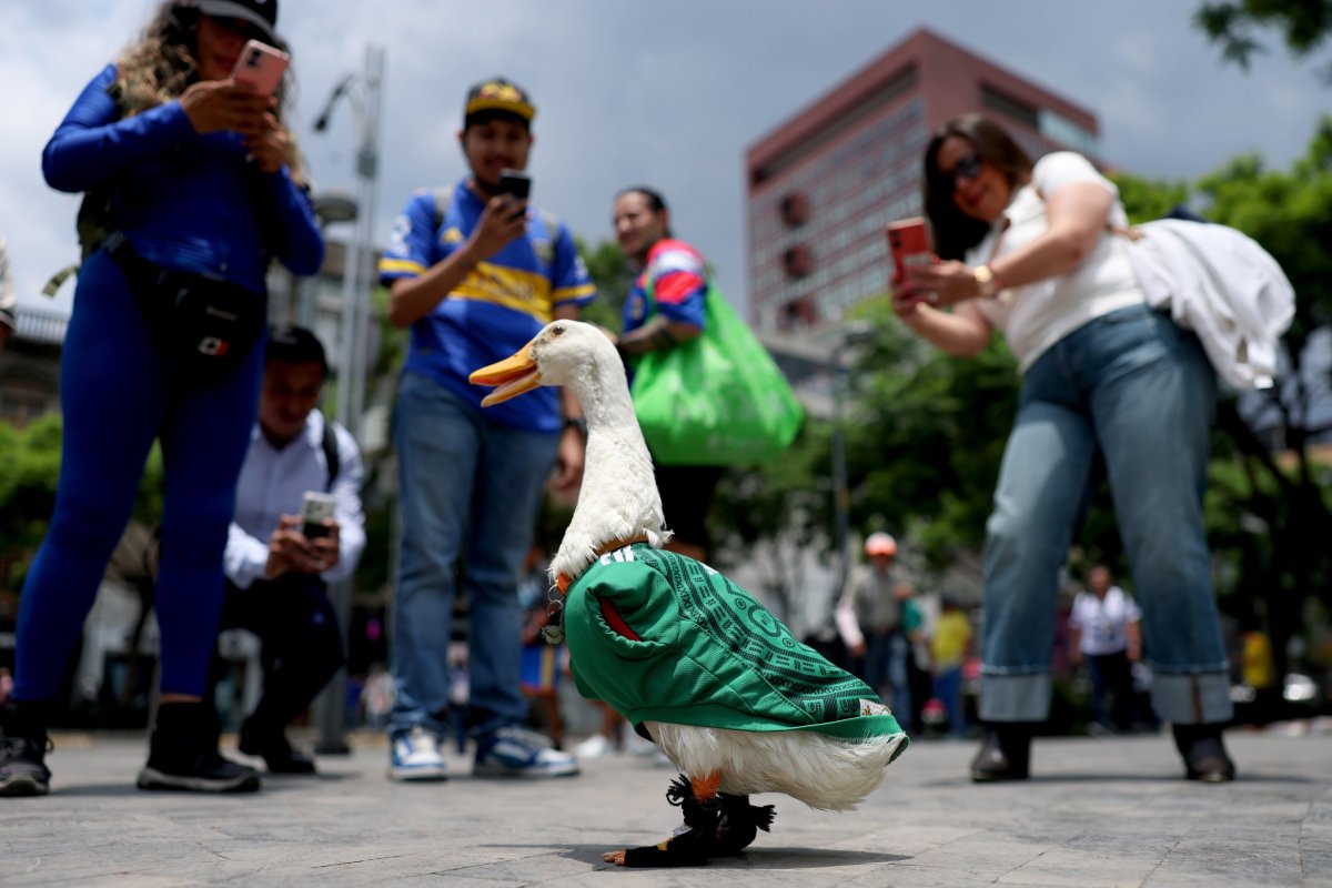 <p>Videos virales muestran al ave caminando por las veredas de Ciudad de México antes y después de los partidos. (Foto: Reuters)</p>