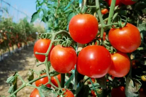 <p>Tomate de Arica gana terreno en Argentina y nueva temporada parte con envío de 23 toneladas</p>