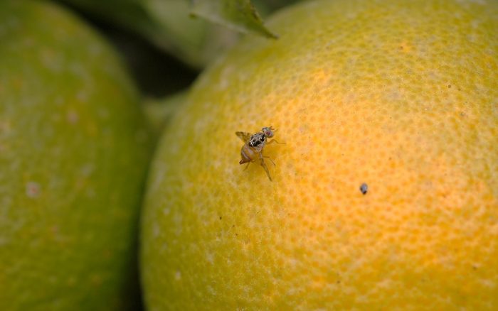 <p>Arica usará avioneta para llegar a zonas críticas y contener el avance de la mosca de la fruta</p>