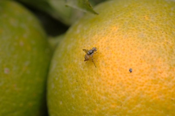 <p>Arica usará avioneta para llegar a zonas críticas y contener el avance de la mosca de la fruta</p>