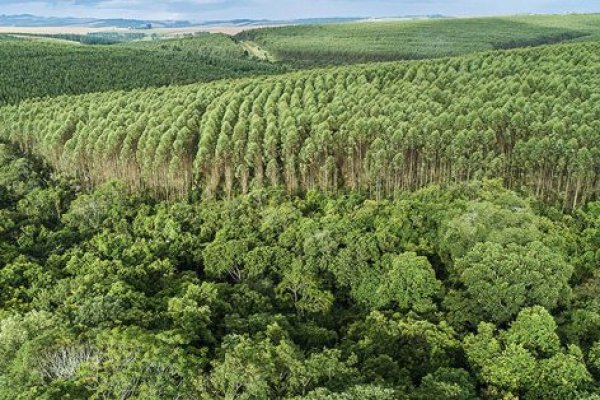 <p>Arauco acuerda venta de bosques de eucaliptus en Valdivia por US$ 216 millones</p>