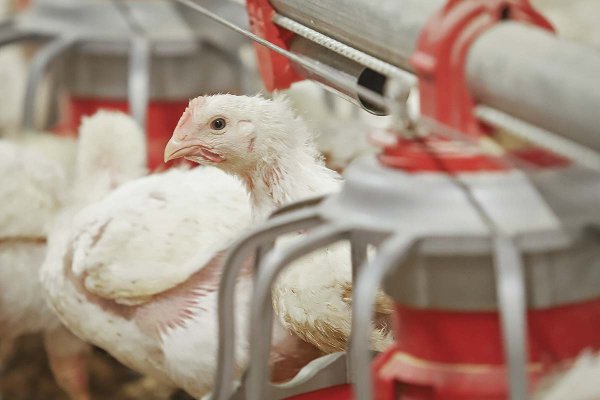 El giro del pavo al pollo: Sopraval alista inversión de US$ 84 millones para reconvertir su planta de La Ligua