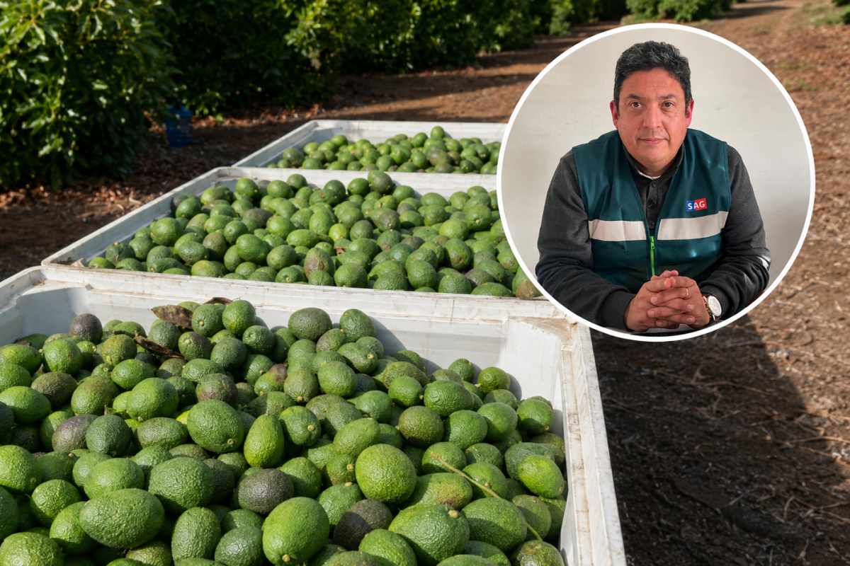 <p>40 mil kilos de palta perdidos: mosca de la fruta golpea a productores de Monte Patria y SAG proyecta que controles sanitarios se extiendan hasta enero de 2027</p>