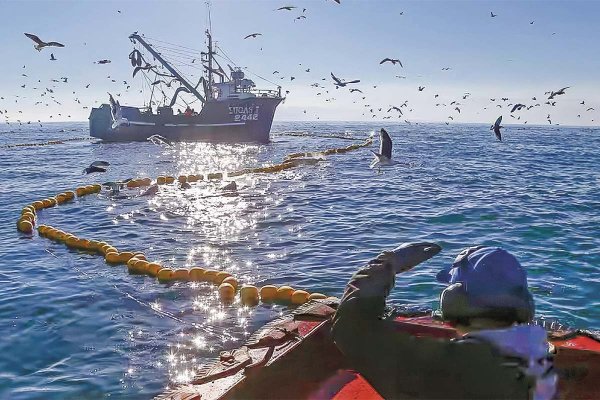 Pesqueras sufren caída de 70% en capturas de jurel, recortan inversiones y acusan golpe tributario