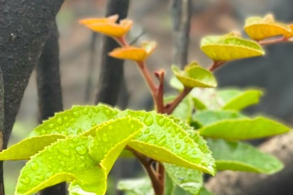 Justicia de Villarrica condena a empresa ligada a proyecto inmobiliario por talar más de 20 hectáreas de bosque nativo sin autorización