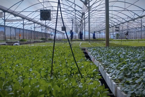 <p>EuroPlant, firma de almácigos e insumos agrícolas, invierte US$ 1 millón en Arica y apuesta por crecer en berries</p>