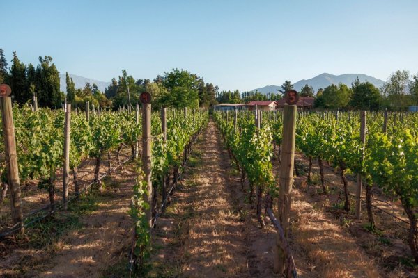 <p>El vino de Pirque que según Le Figaro “todo el mundo quiere probar”</p>