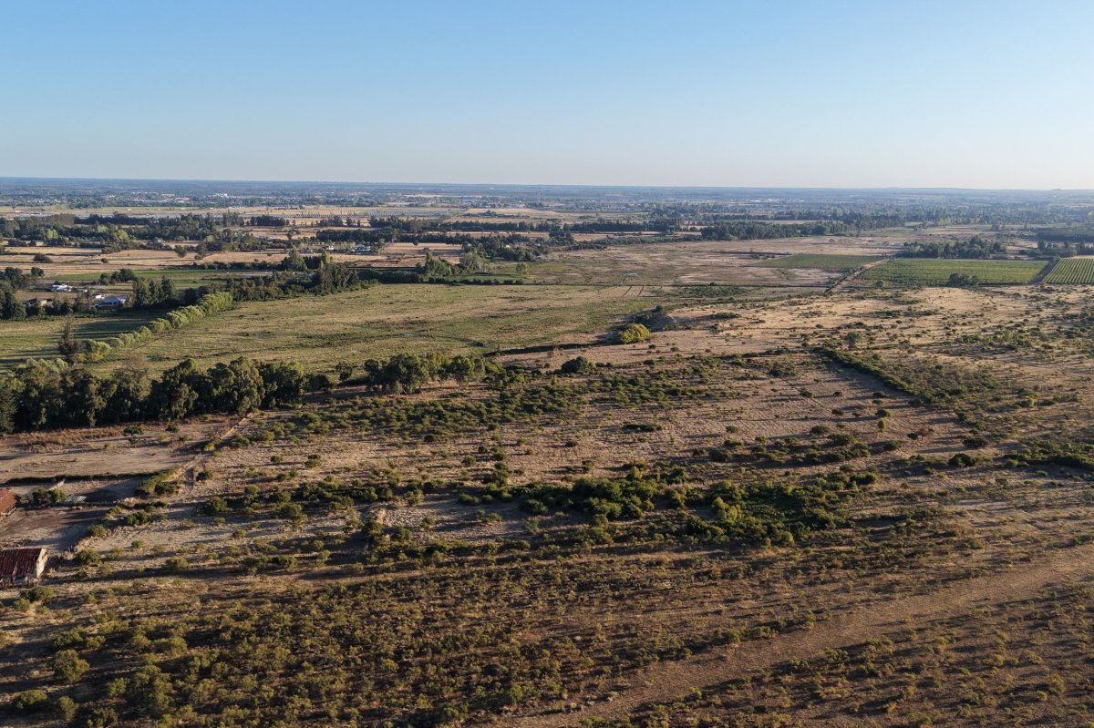 <p>Toesca adquiere campo de 800 hectáreas en Chillán para portafolio agrícola</p>