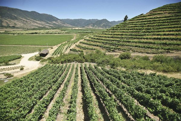 Expropiación por Camino de la Fruta empuja un proyecto para modernizar viña del Grupo Yarur