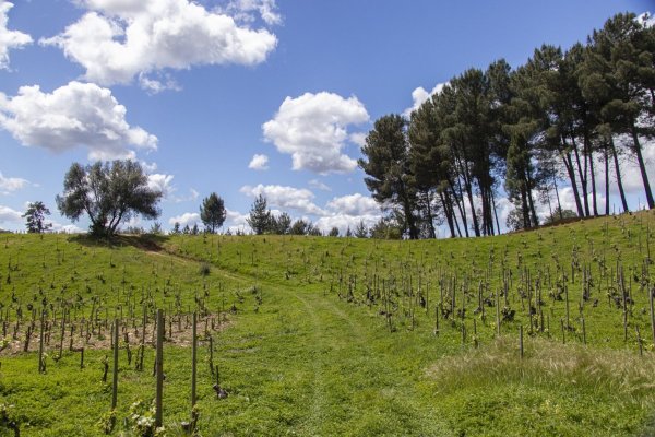Expropiación por Camino de la Fruta empuja un proyecto para modernizar viña del Grupo Yarur