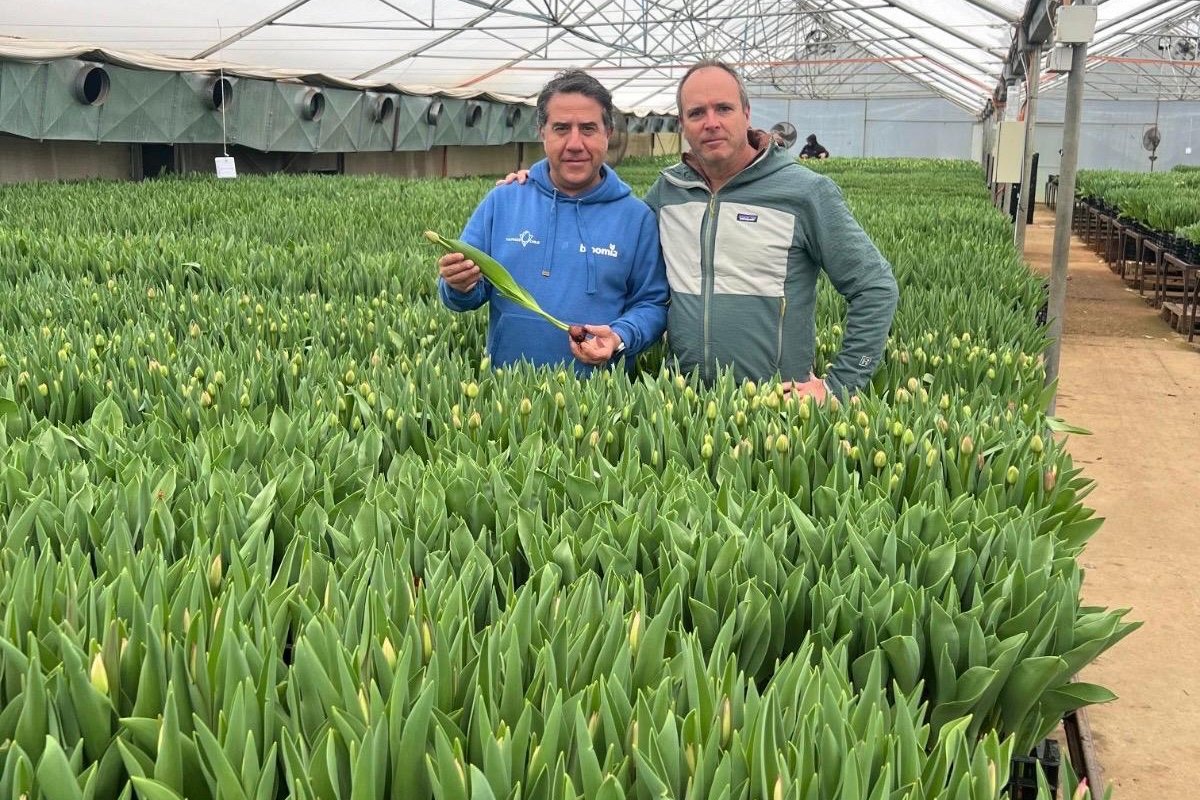<p>Andrés Cartes (izq.) y Phillip Goyeneche (der.), socios fundadores de Araucanía Flowers.</p>