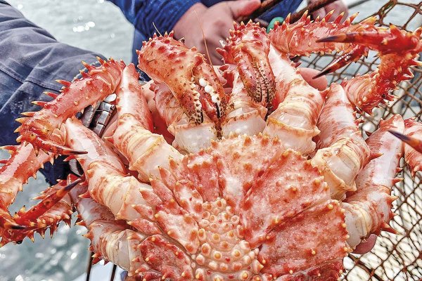 Autoridades incautan en Puerto Natales insumos para pesca ilegal de centolla a pocos días del inicio de la temporada de captura