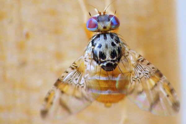<p>Amenaza de mosca de la fruta resurge tras temporales: “La fruta caída puede mantener condiciones que permitan la supervivencia y el desarrollo de huevos o larvas”</p>