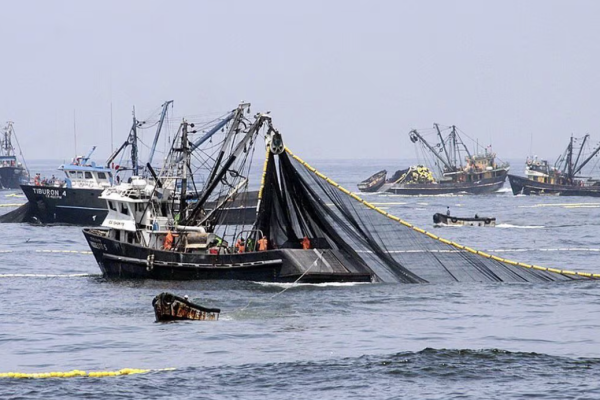 <p>Pescadores industriales del Biobío se querella por robo de tres toneladas de jurel: imputados detenidos en flagrancia quedan solo con arraigo nacional</p>