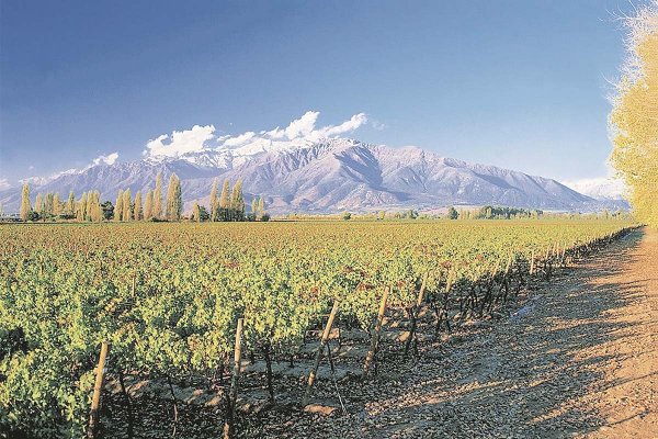 <p>Ganancias de Concha y Toro bajan en el primer semestre y firma acusa golpe de menores ventas en EEUU</p>