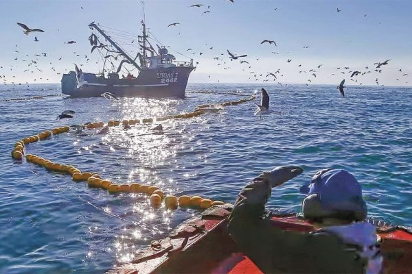 <p>Capturas de jurel empiezan a repuntar, pero conservas no regresarían aún a supermercados porque menor talla de ejemplares obliga a destinarlos a congelado</p>