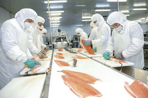 ¿Y la competitividad de los envíos chilenos? Salmones quedan en mejor pie que la uva