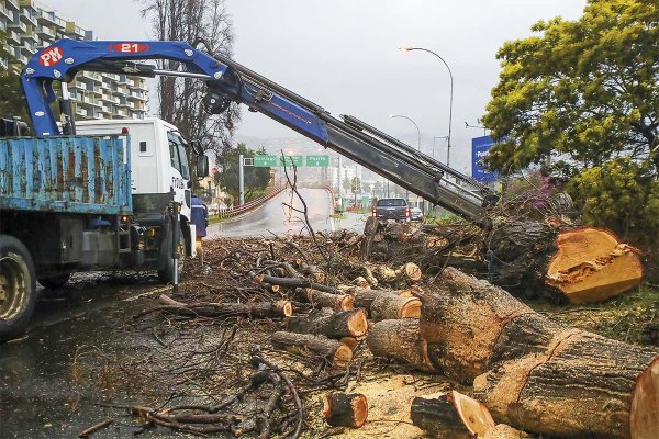 <p>Miles de árboles cayeron sobre tendidos eléctricos durante los últimos temporales. (Foto: Aton Chile)</p>