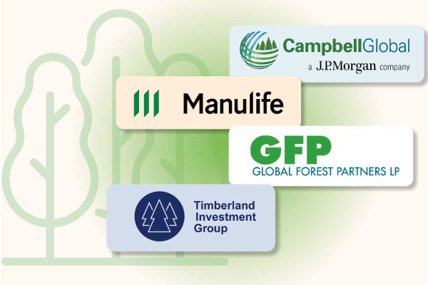 Los megafondos forestales que avanzan en Chile y miran los bosques de CMPC y Arauco