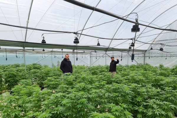 El auge y caída de MA Botanics, la empresa productora de la Operación Imperio Ámsterdam
