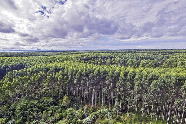 CMPC espera obtener en septiembre licencia previa para su planta de celulosa Natureza en Brasil
