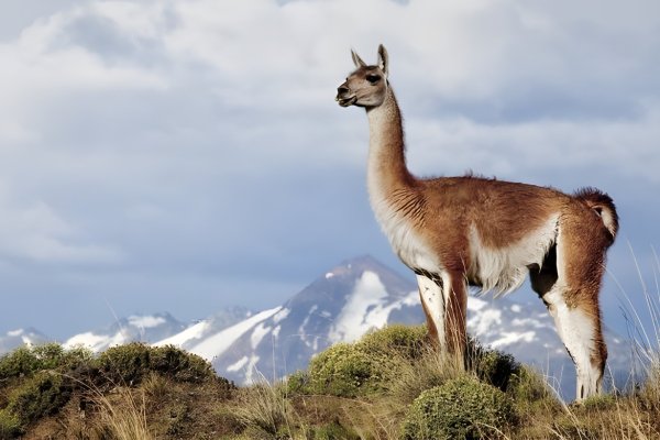 El retorno del guanaco a La Araucanía: proyecto de repoblamiento busca replicar exitosa reconversión de Huilo Huilo al lucrativo turismo de intereses especiales