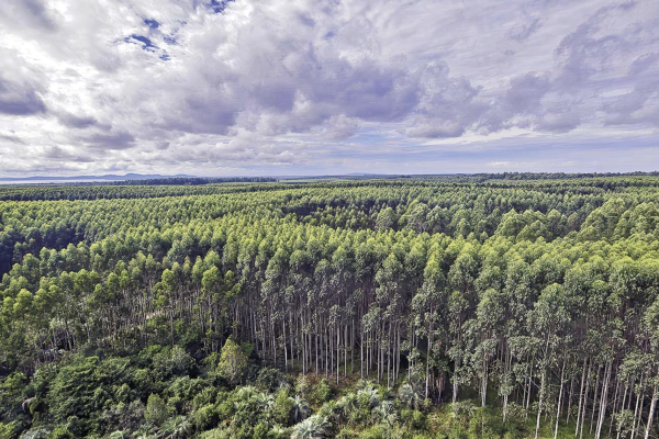 Tribunal rechaza frenar el permiso de la planta de US$ 4.600 millones de CMPC en Brasil