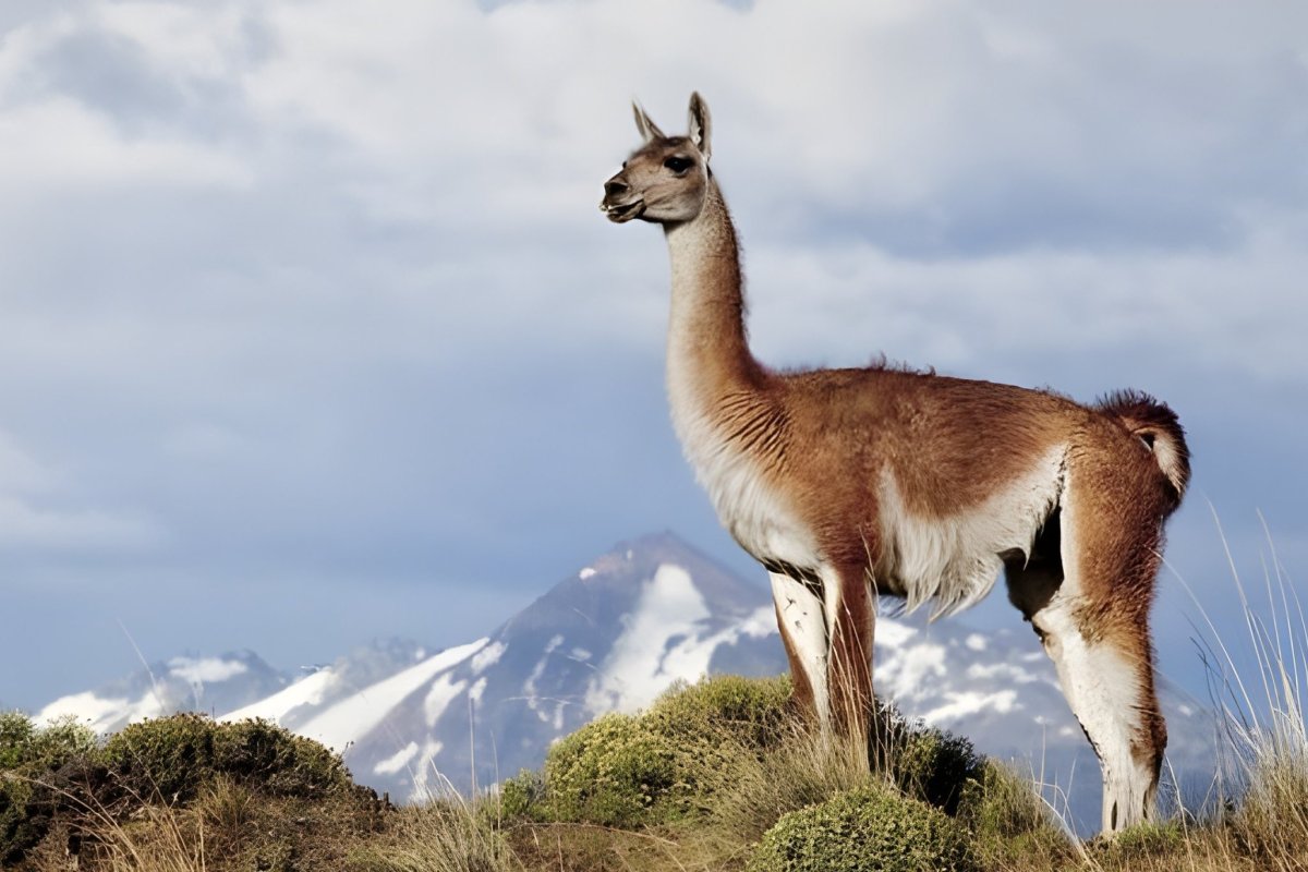 El retorno del guanaco a La Araucanía: proyecto de repoblamiento busca replicar exitosa reconversión de Huilo Huilo al lucrativo turismo de intereses especiales