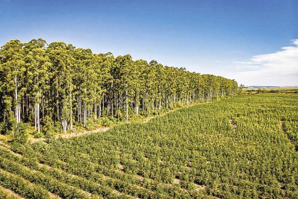 Tribunal rechaza frenar el permiso de la planta de US$ 4.600 millones de CMPC en Brasil